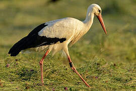 White Stork