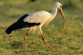 Cigogne blanche