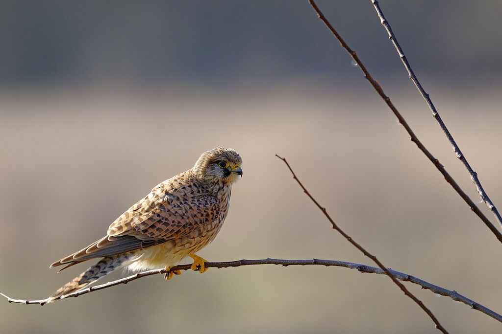 Common Kestrel female