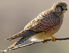 Common Kestrel