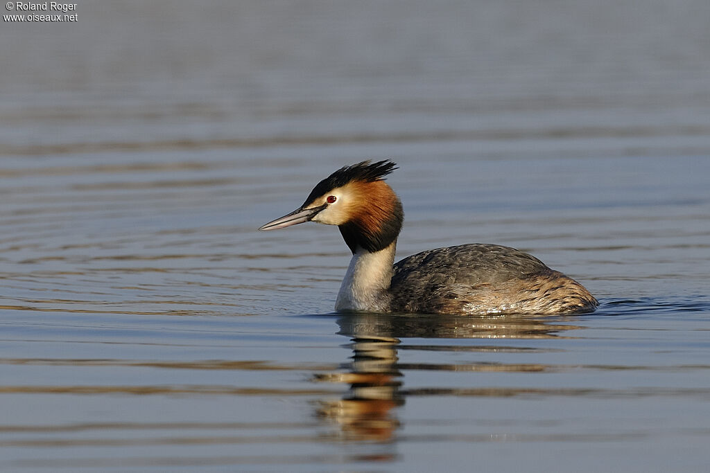 Great Crested Grebe