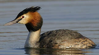 Great Crested Grebe