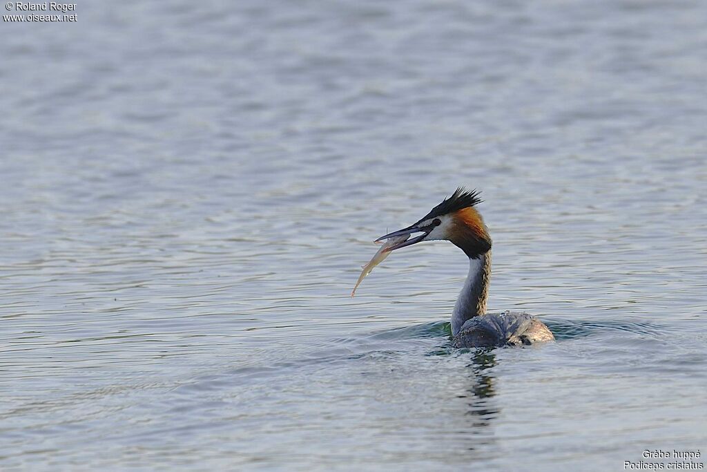 Great Crested Grebe