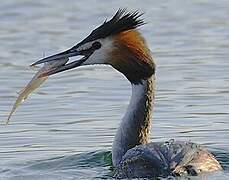 Great Crested Grebe