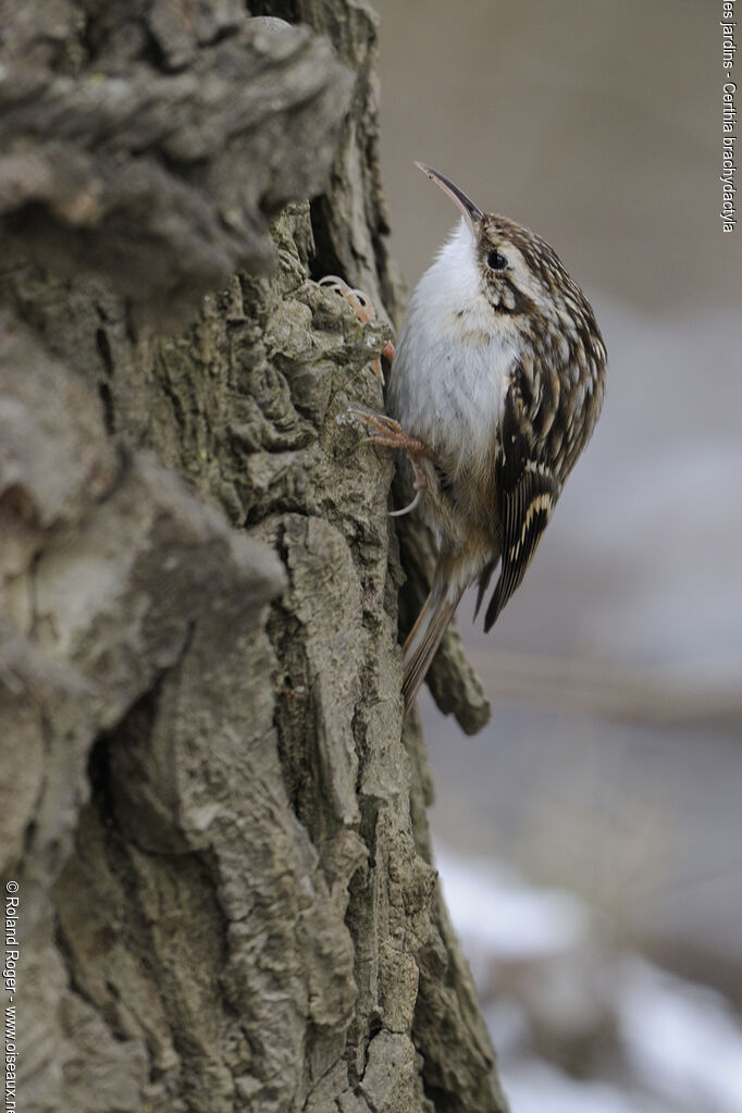 Short-toed Treecreeper, Behaviour