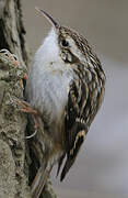 Short-toed Treecreeper