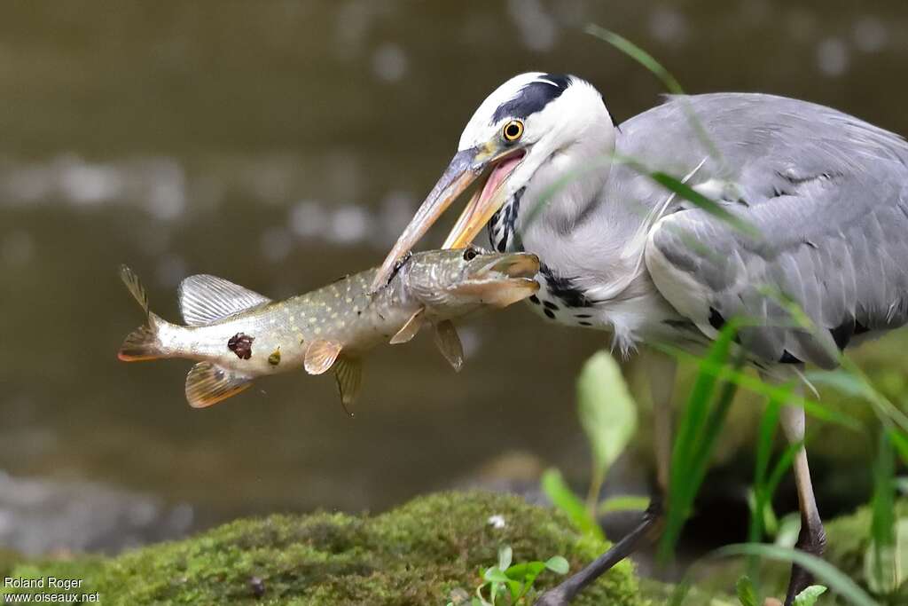 Héron cendréadulte, régime, pêche/chasse