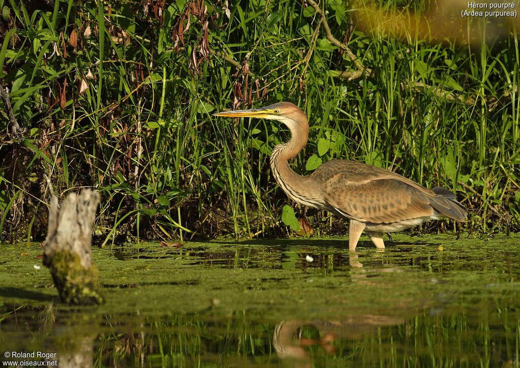 Purple Heron