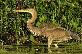 Purple Heron