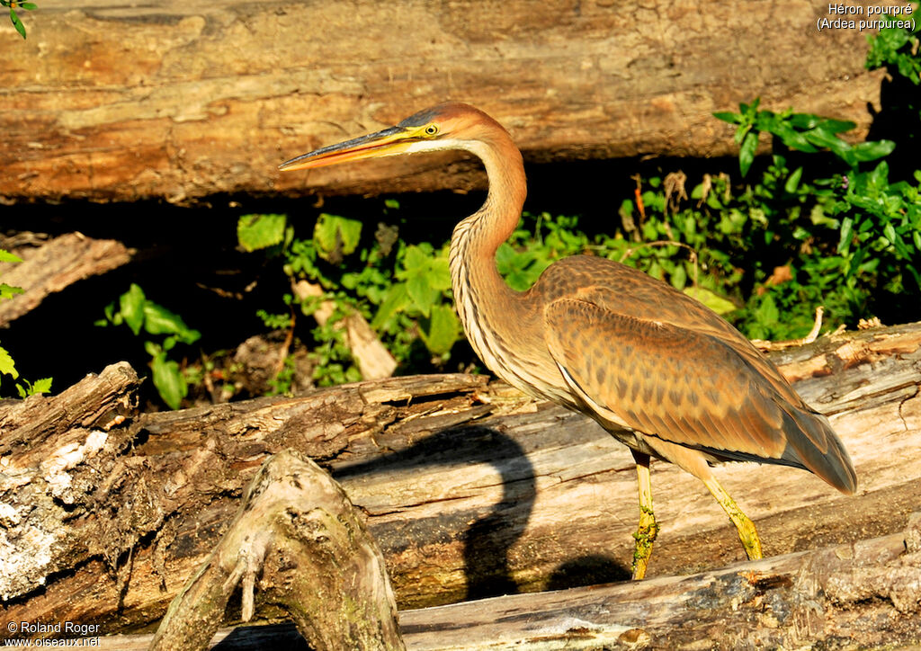 Purple Heron