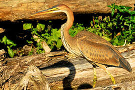 Purple Heron