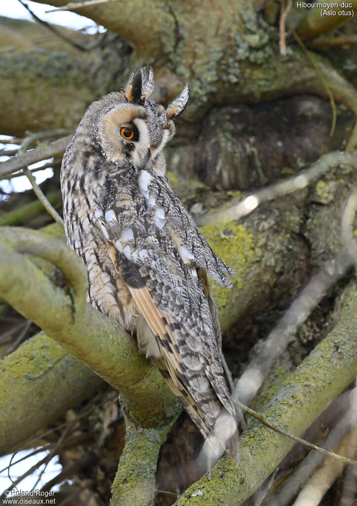 Long-eared Owl