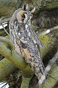 Long-eared Owl