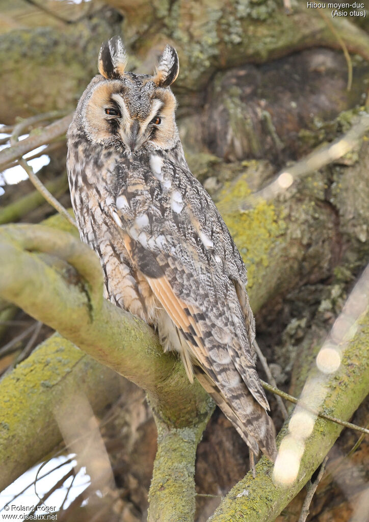 Long-eared Owl