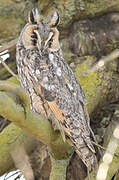 Long-eared Owl