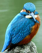 Common Kingfisher