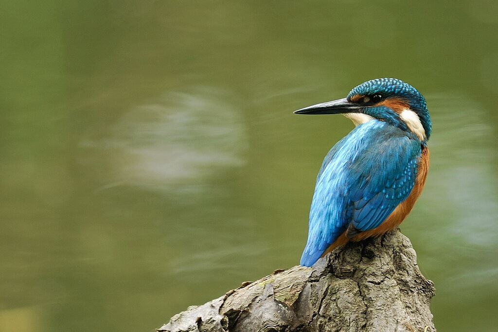 Common Kingfisher