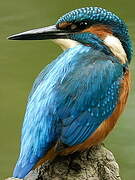 Common Kingfisher