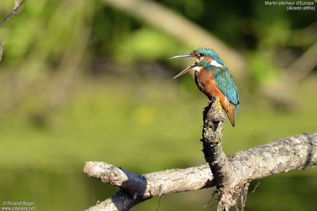 Common Kingfisher female adult, Behaviour