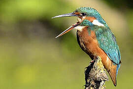 Common Kingfisher