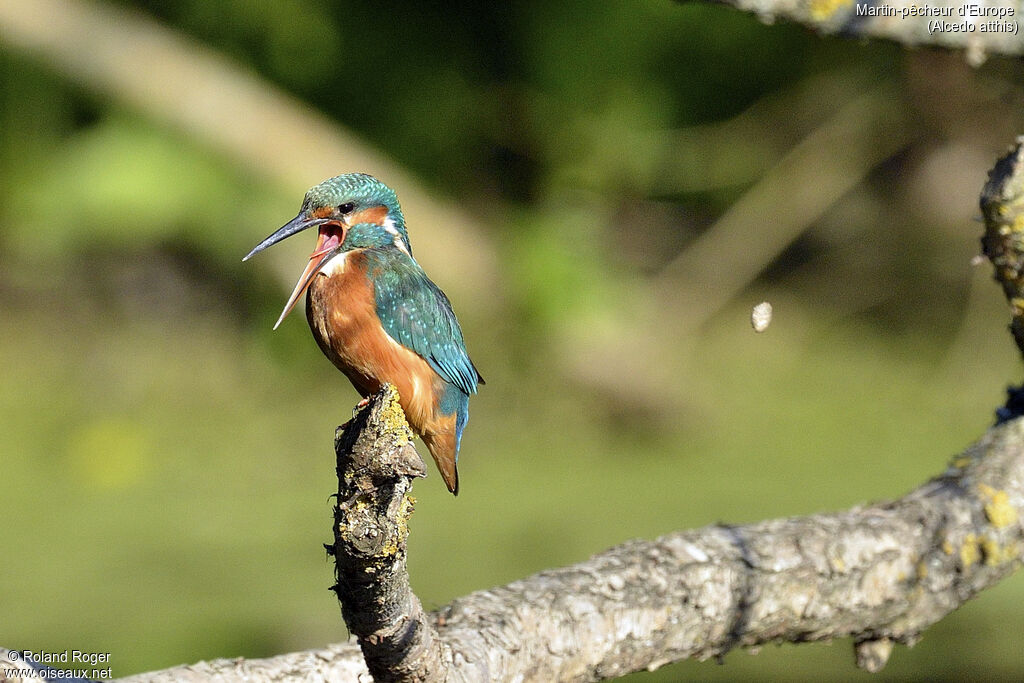 Common Kingfisher female adult, Behaviour