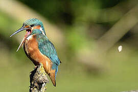 Common Kingfisher