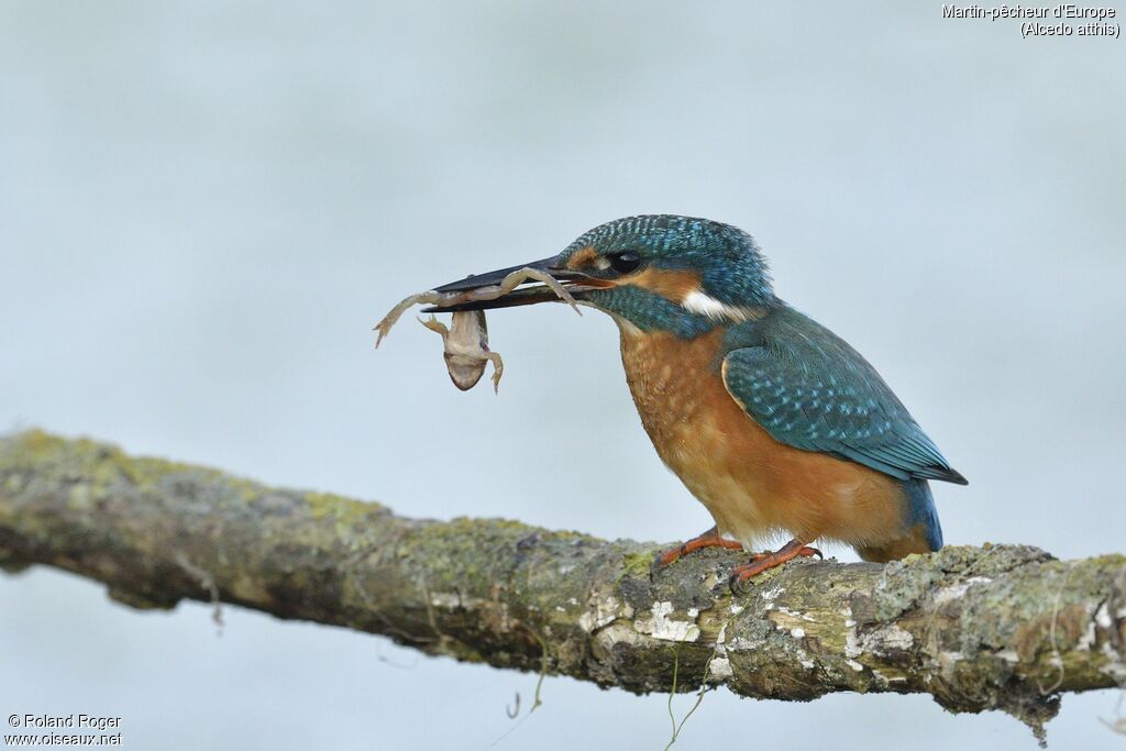 Common Kingfisher, feeding habits