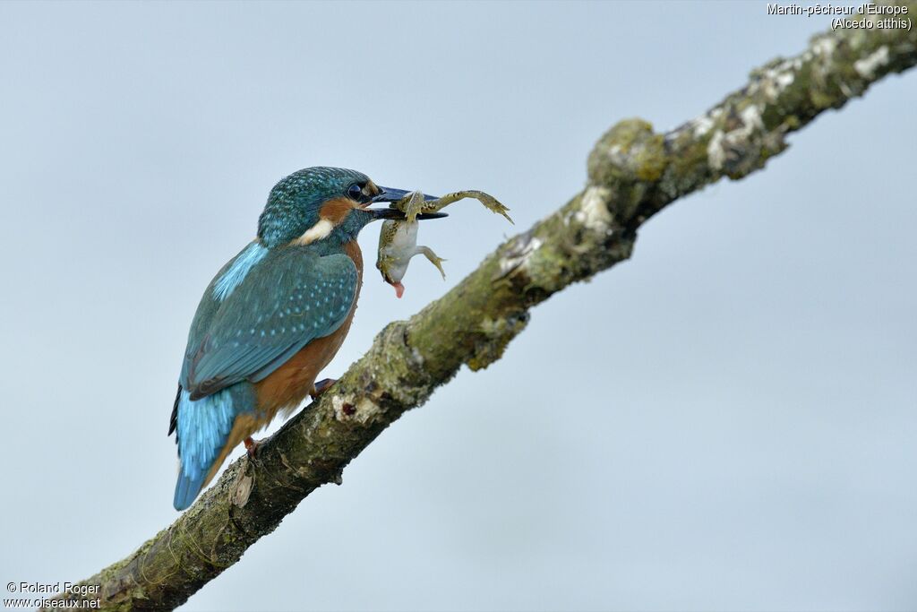 Common Kingfisher, feeding habits