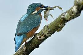 Common Kingfisher