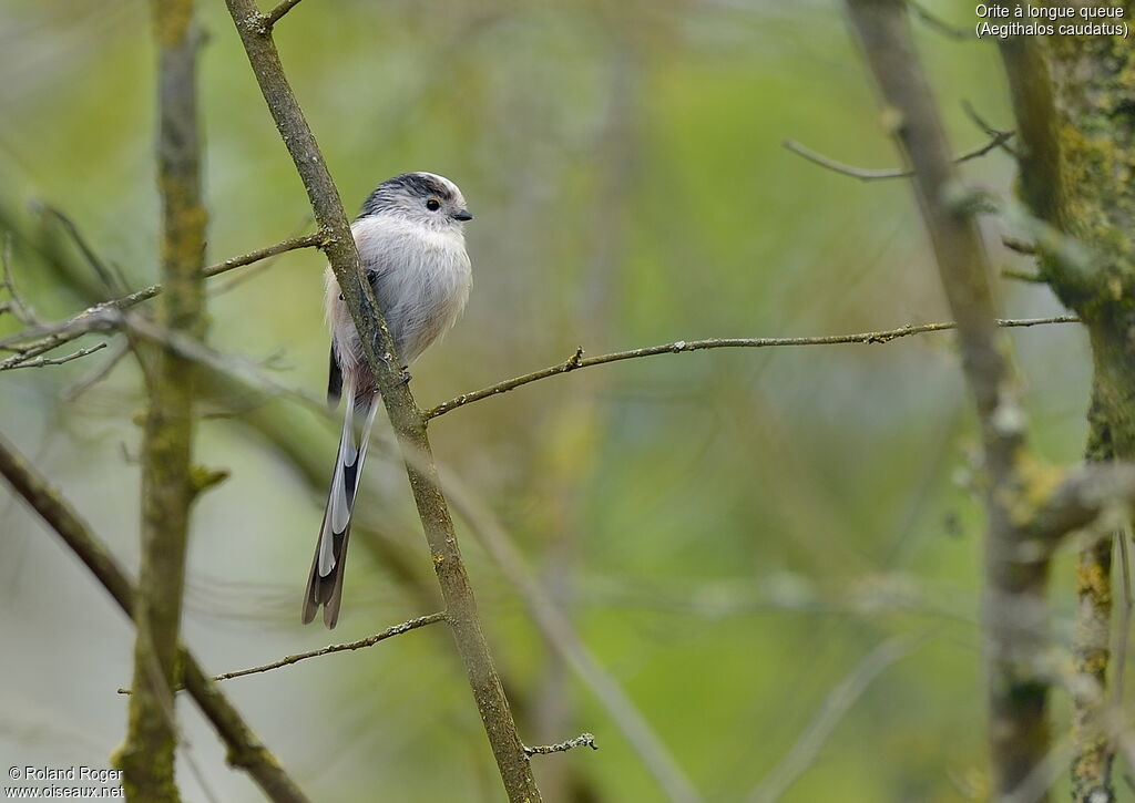 Long-tailed Tit