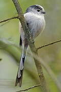 Long-tailed Tit