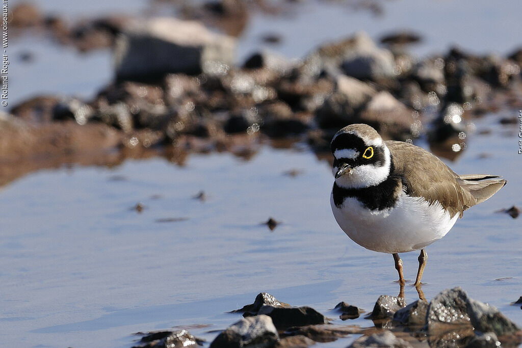 Little Ringed Plover, identification