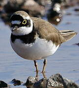 Little Ringed Plover