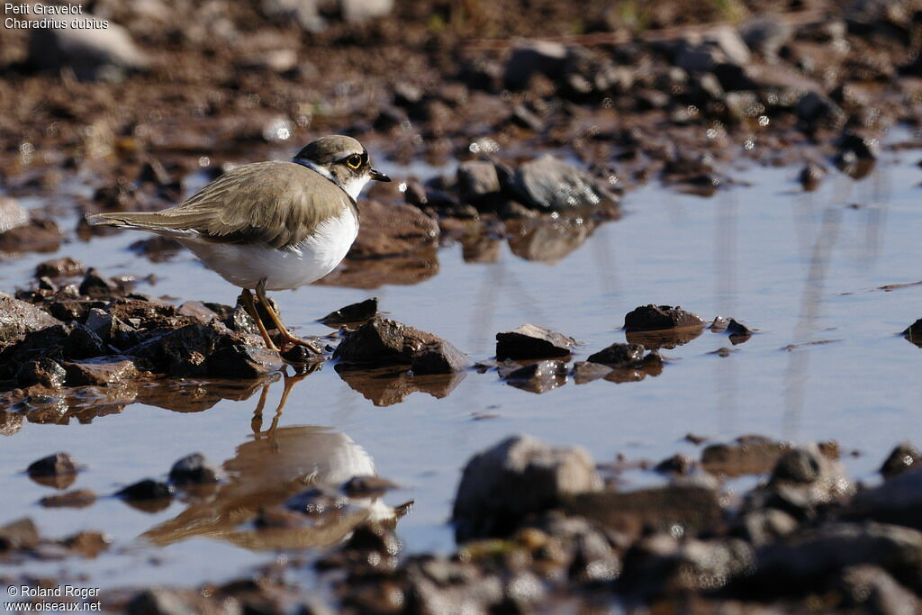 Little Ringed Plover, identification