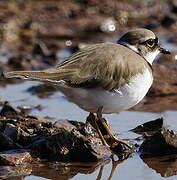 Little Ringed Plover