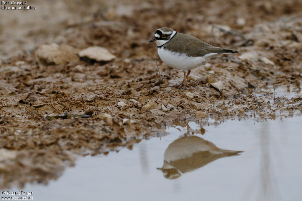 Little Ringed Plover, identification