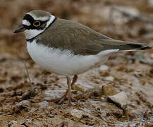 Little Ringed Plover