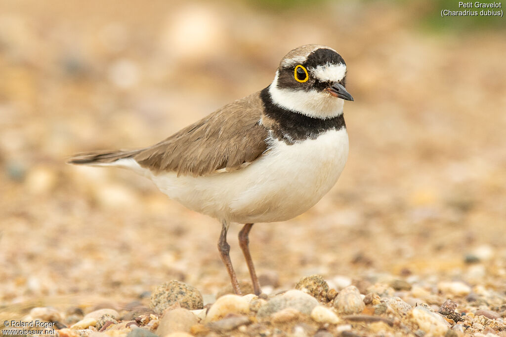 Little Ringed Plover female, Reproduction-nesting