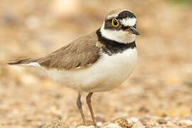 Little Ringed Plover