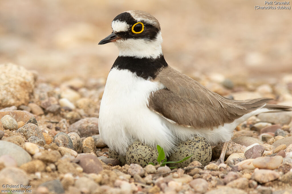 Little Ringed Plover female, Reproduction-nesting