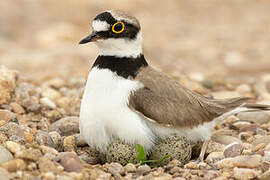 Little Ringed Plover