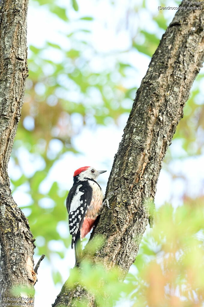 Middle Spotted Woodpecker