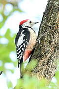 Middle Spotted Woodpecker