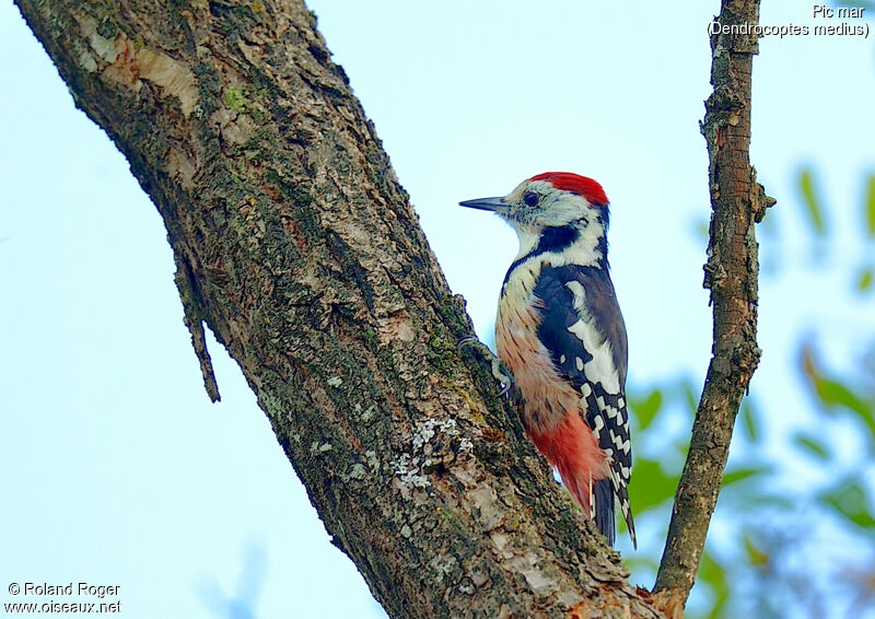 Middle Spotted Woodpecker