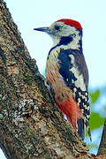 Middle Spotted Woodpecker