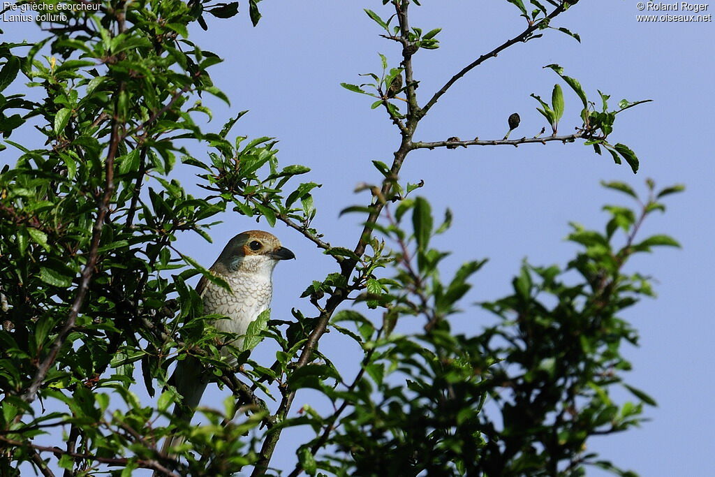 Red-backed Shrike female