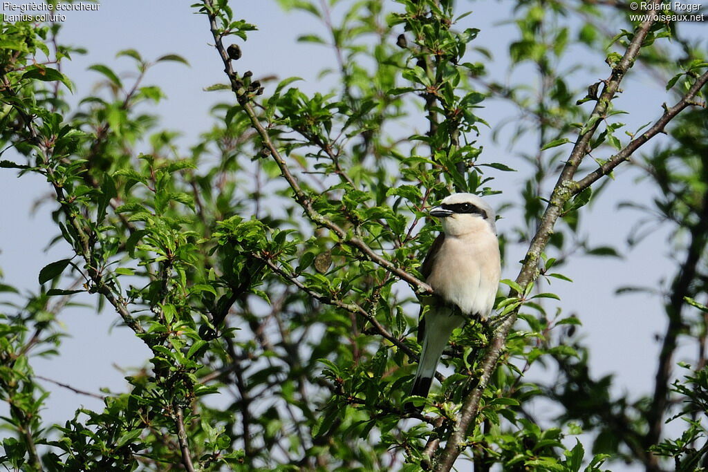 Red-backed Shrike male