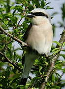 Red-backed Shrike