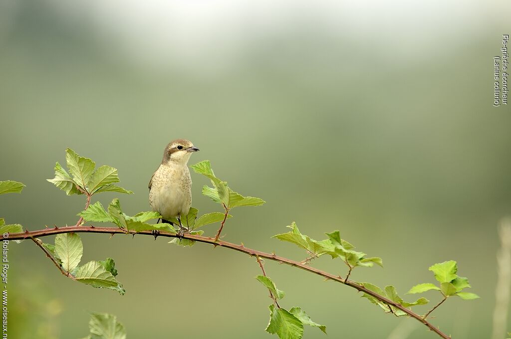 Red-backed Shrike female