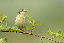 Red-backed Shrike